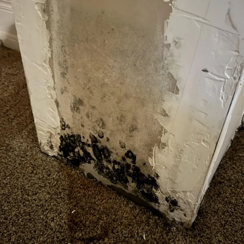 Professional Mold Removal in Corinth, NY